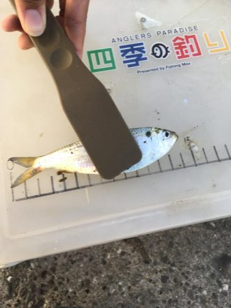 サビキ釣り