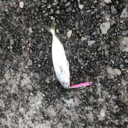 ツバス祭りの、はずが…