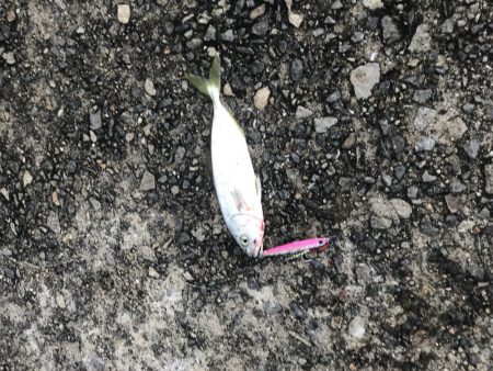 ツバス祭りの、はずが…