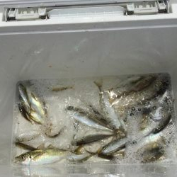 サビキ釣り好調