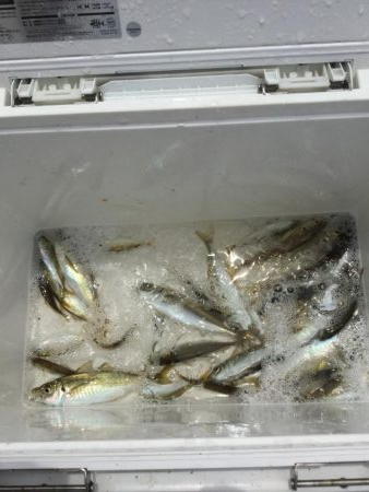 サビキ釣り好調