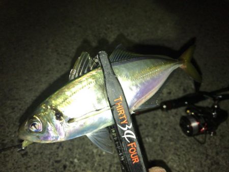 強風下のアジング