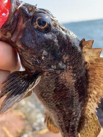 手軽にロックフィッシュ