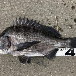 イチノ兄弟、釣果!