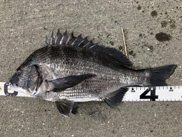 イチノ兄弟、釣果！