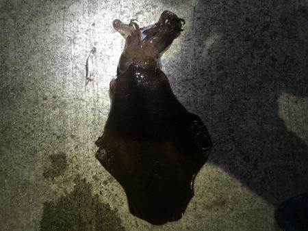 まさかまさかのデカいか