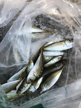 サビキで豆アジ