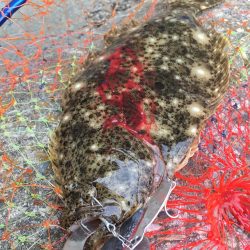 ツバス祭りとレアなソゲ