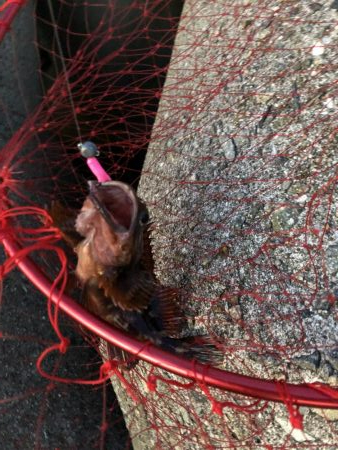 ツバスの口は小さい