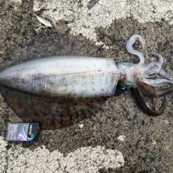 6週連続和歌山遠征してやっとこさ初アオリ！！