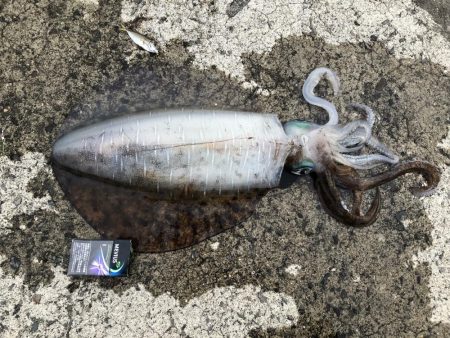 6週連続和歌山遠征してやっとこさ初アオリ！！