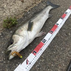 サーフシーバス