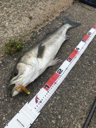 サーフシーバス