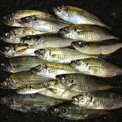 雨降りアジング！