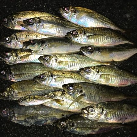 雨降りアジング！