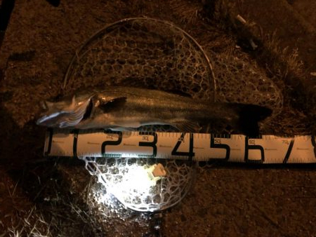 久しぶりのスズキサイズ