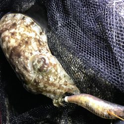 コウイカ、ミミイカ、タコ、ギンポ