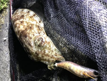 コウイカ、ミミイカ、タコ、ギンポ