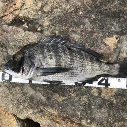 イチノ兄弟、釣果!