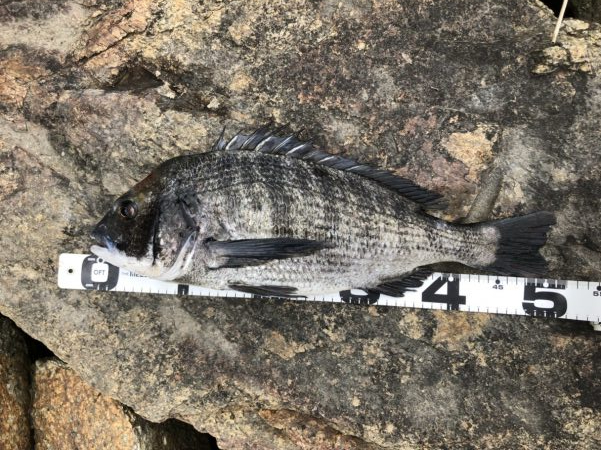 イチノ兄弟、釣果！