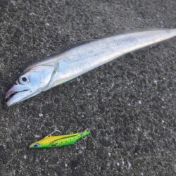 和歌山太刀魚シーズン好調