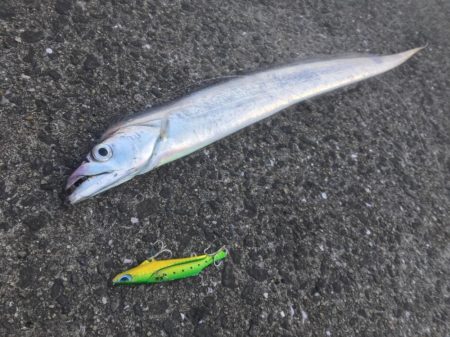 和歌山太刀魚シーズン好調