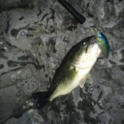 拾ったルアーで50up