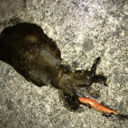 今年初の春イカ