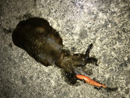 今年初の春イカ