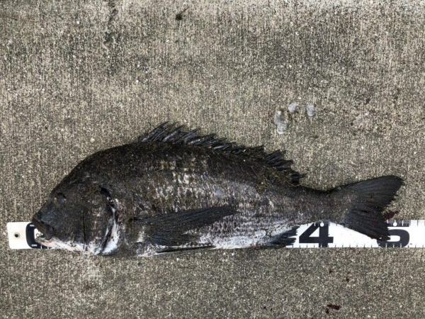 イチノ兄弟、釣果！