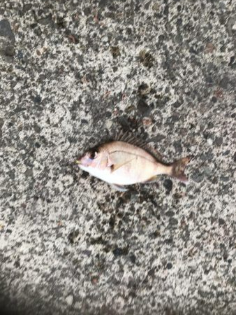 そこそこの釣果