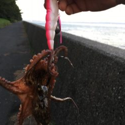 夕方2時間オクトパッシング!