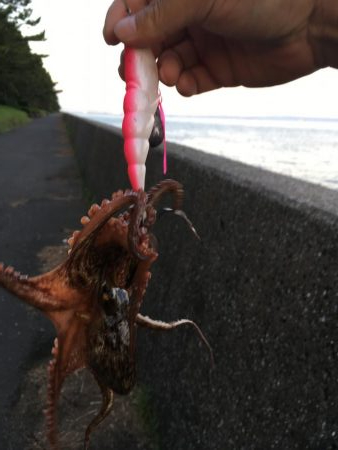 夕方2時間オクトパッシング!