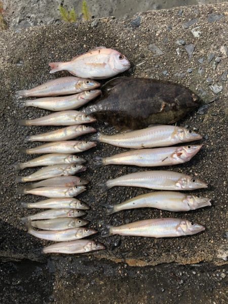 三日連続のキス釣り·····嬉しい魚も