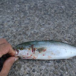 ヒラマサ稚児わく