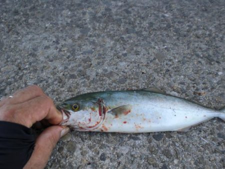 ヒラマサ稚児わく