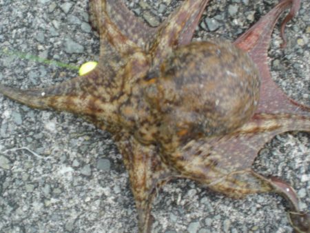 令和最重量のたこ