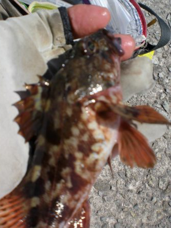 キス居ないか！