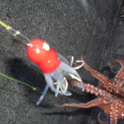 タコ居ました。