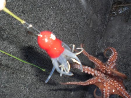 タコ居ました。