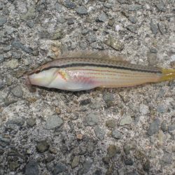 砂浜でちょい投げ