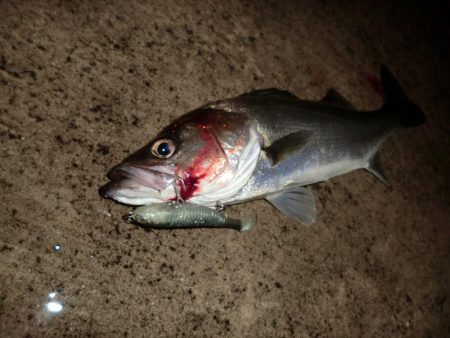 雨と風とシーバス