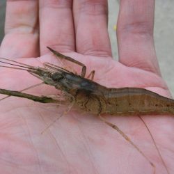 激渋テナガエビ