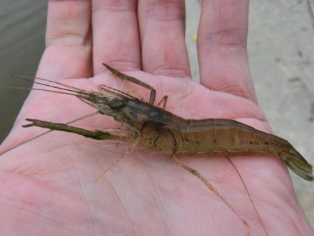 激渋テナガエビ