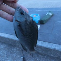 根魚の活性も上がってきました