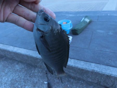 根魚の活性も上がってきました