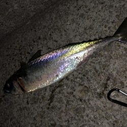 梅雨前ラスト鯖