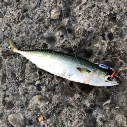 またまた青物不発