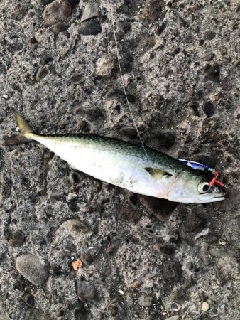 またまた青物不発