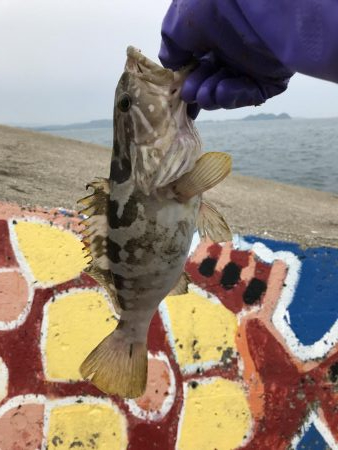 初フカセはクエ（笑）